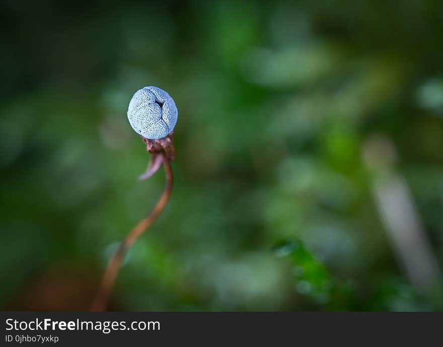 Selective Focus Photography of Blue Flower Bud