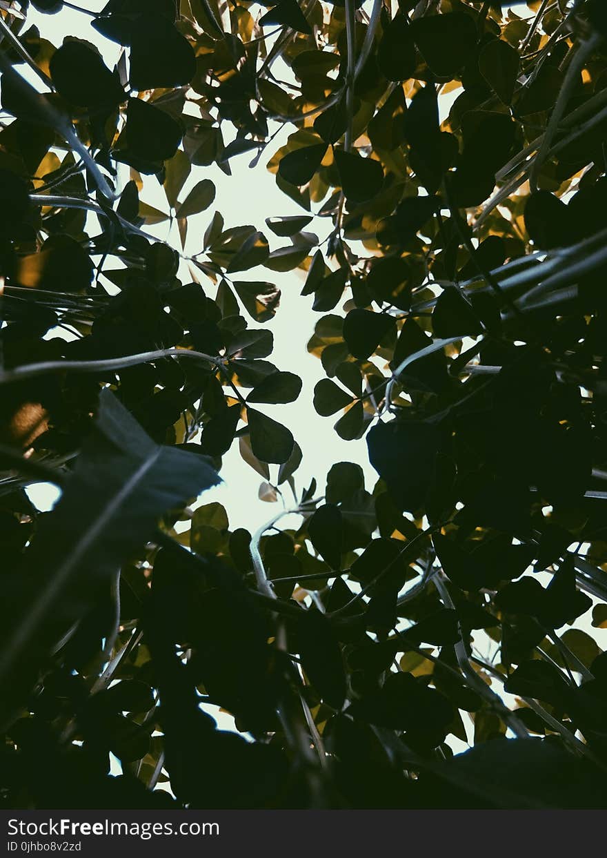 Low-angle Photography of Leaves and Sky