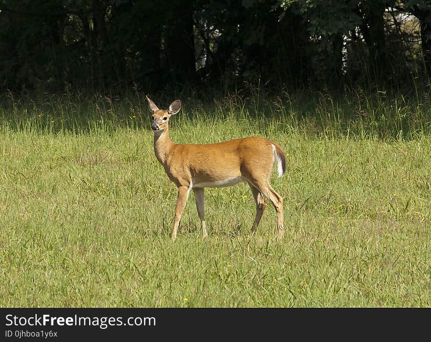 Brown Deer