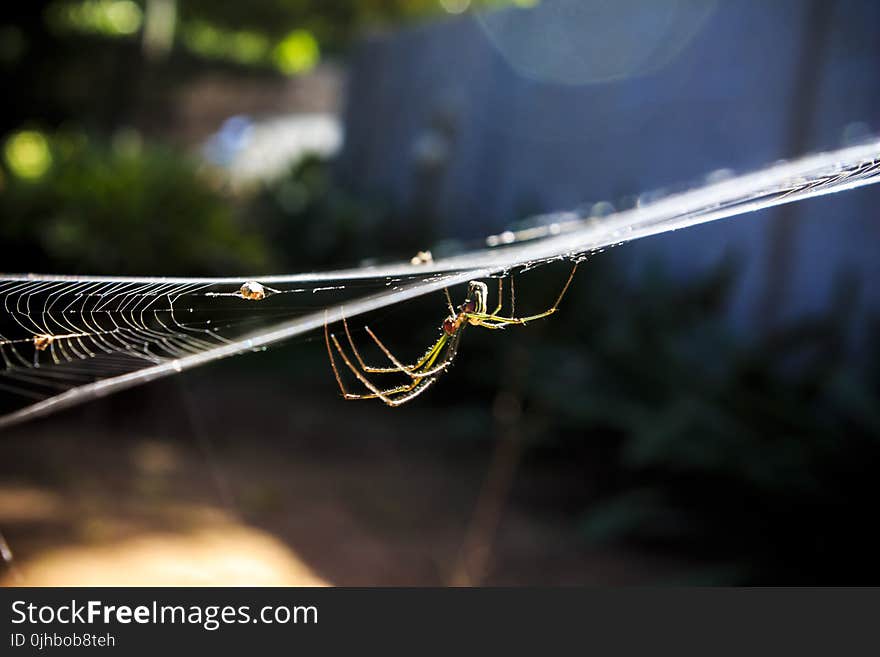 Garden Spider on Web in Close-up Photography