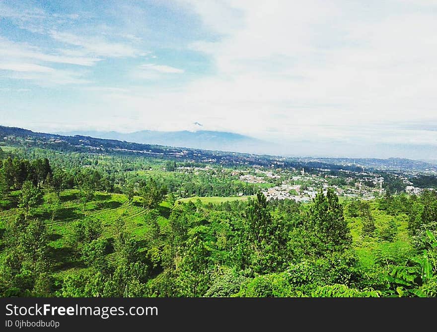 Green Plant Covered Plain With Mountain in the Background