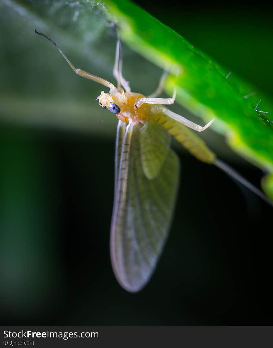 Macro Photo of a Beige Mayfly on Green Leaf