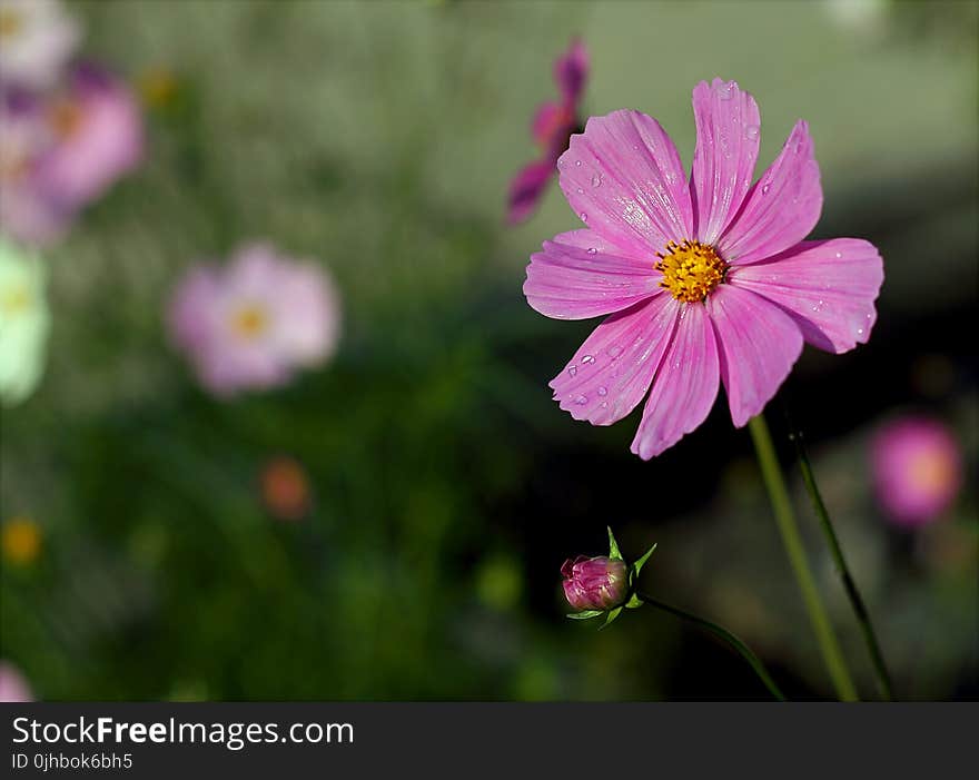 Purple Petaled Flower