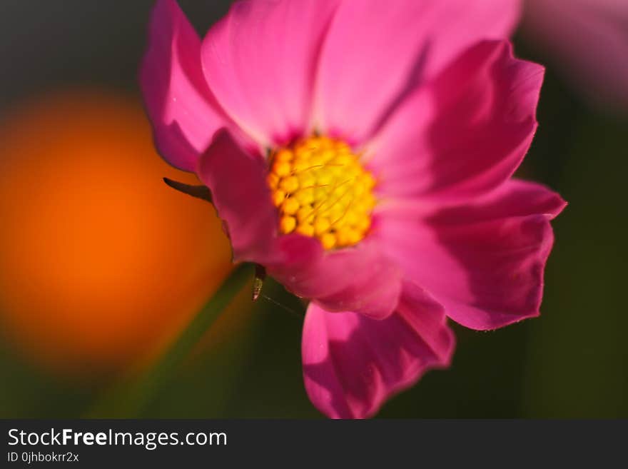 Tilt Photography of Pink Petaled Flower