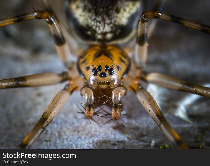 Macro Photography of Brown Spider