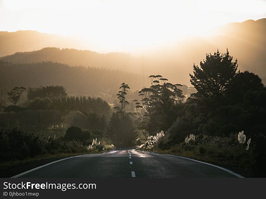 Grey Asphalt Road Surrounded by Trees