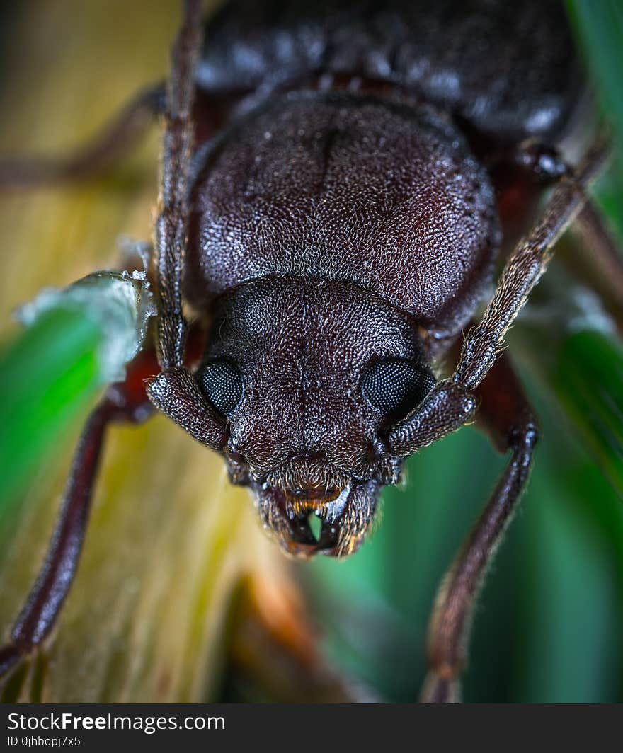 Macro Photo of a Brown June Beetle