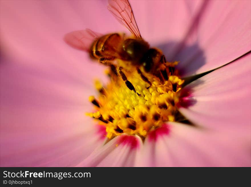 Tilt Photography of Brown Honey Bee on Pink Petaled Flower Pollen