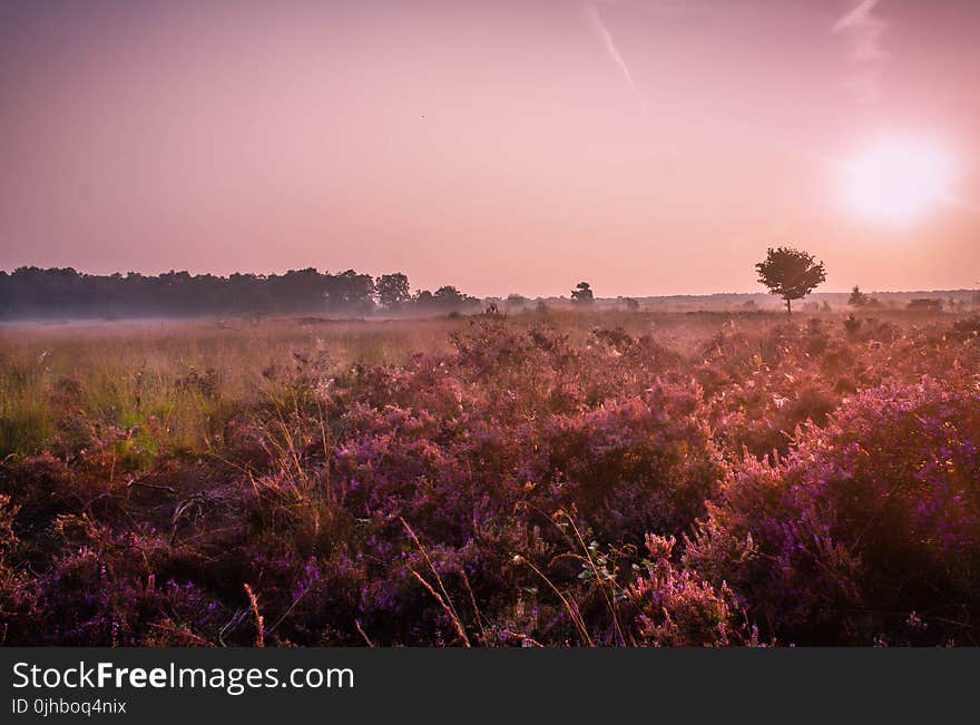 Grass Field