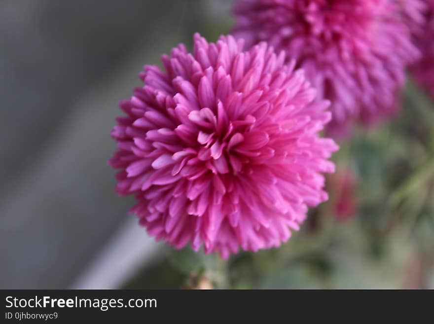 Close-up Photography of Pink Dahlia Flower