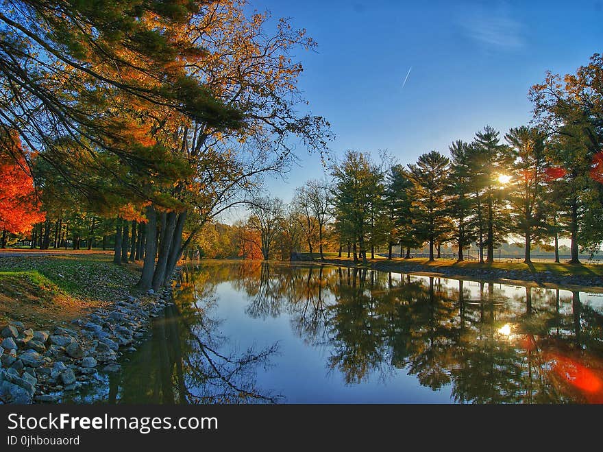 Scenic View of the Trees