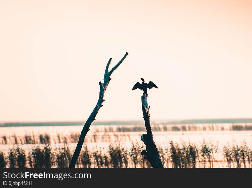 Bird Perched