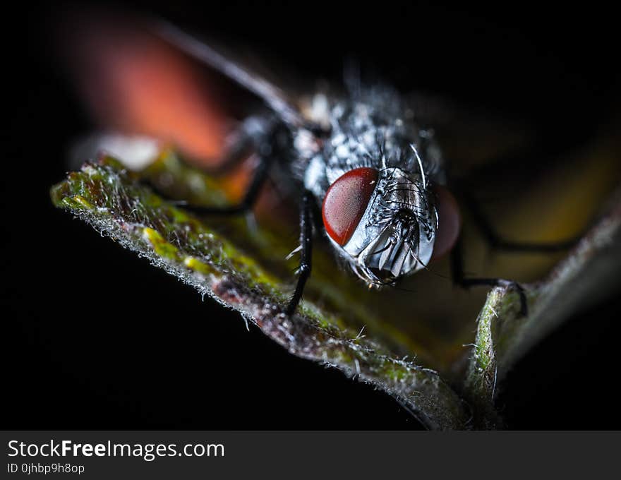 Close-up Photography Fly on Green Leaf Plant