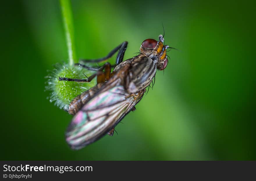 Micro Photography of Black Common House Fly