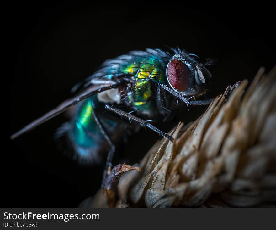 Macro Photography Green Bottleflty