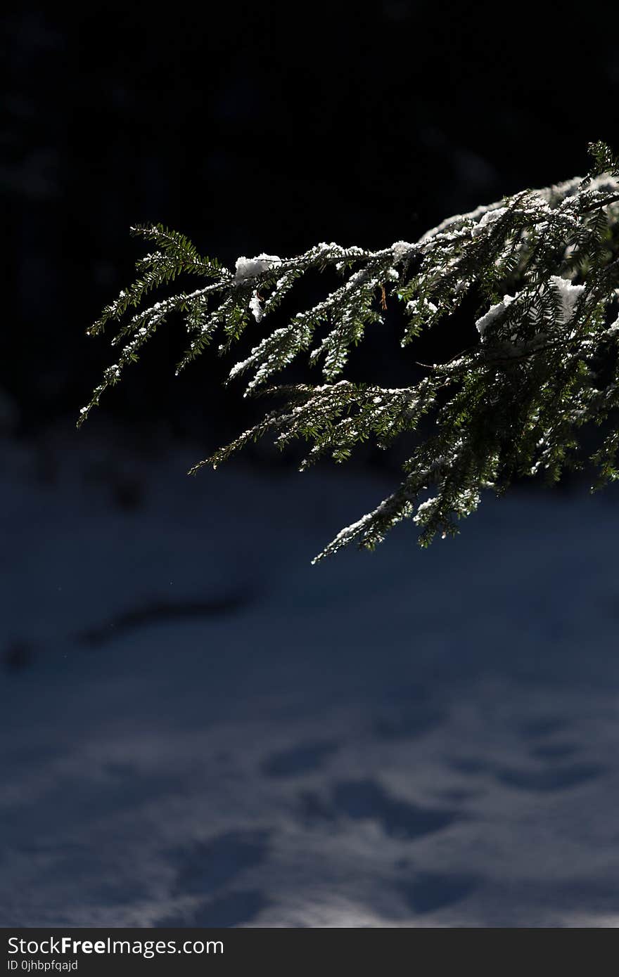 Photo of Pine Tree Leaves With Snow