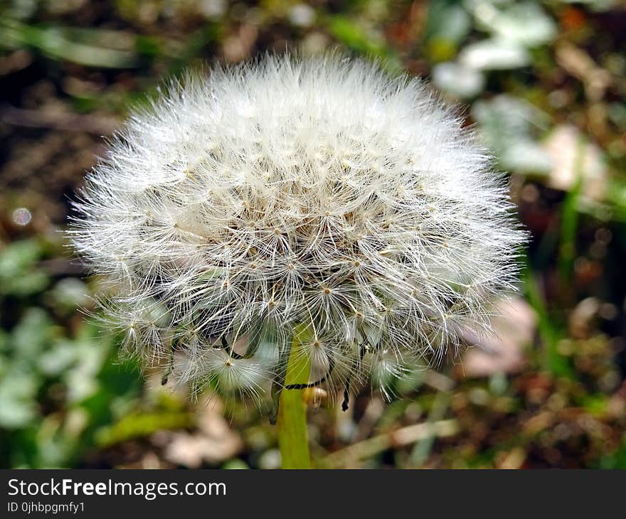 White Dandelion Closeup Photo