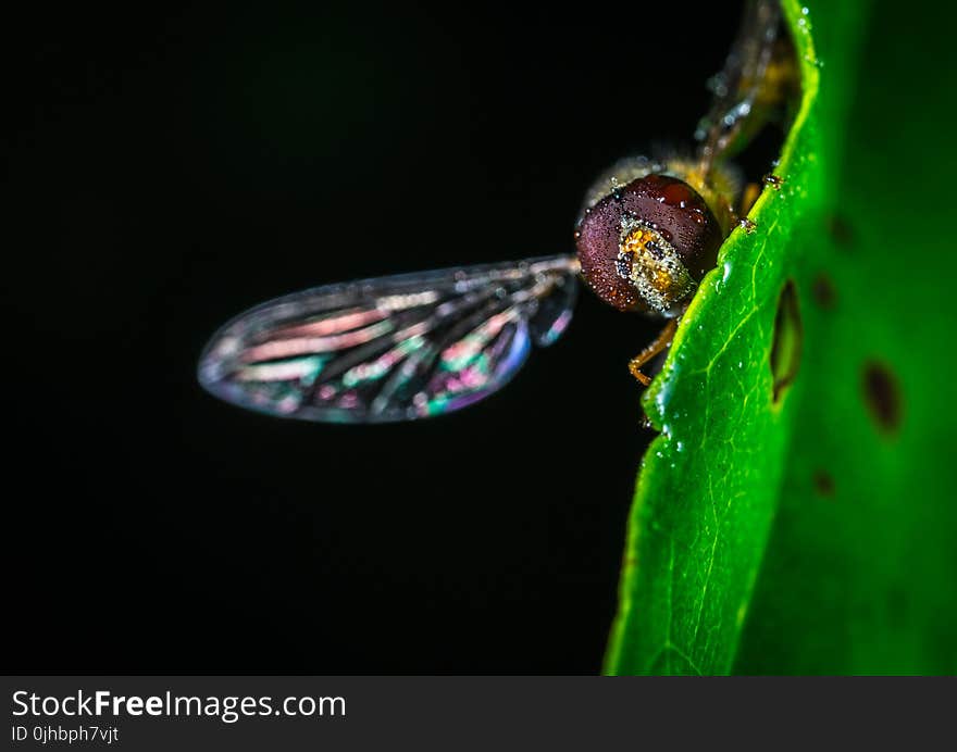 Close-up Photography of Fly on Green Leaf Plant