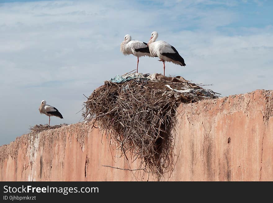 Two Birds on the Bird&#x27;s Nest Under White Clouds