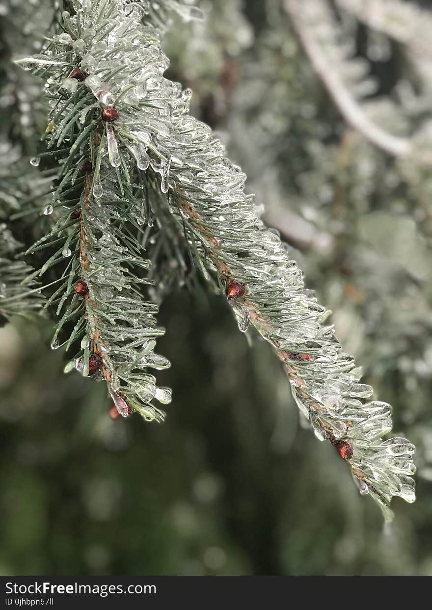 Icy Tree