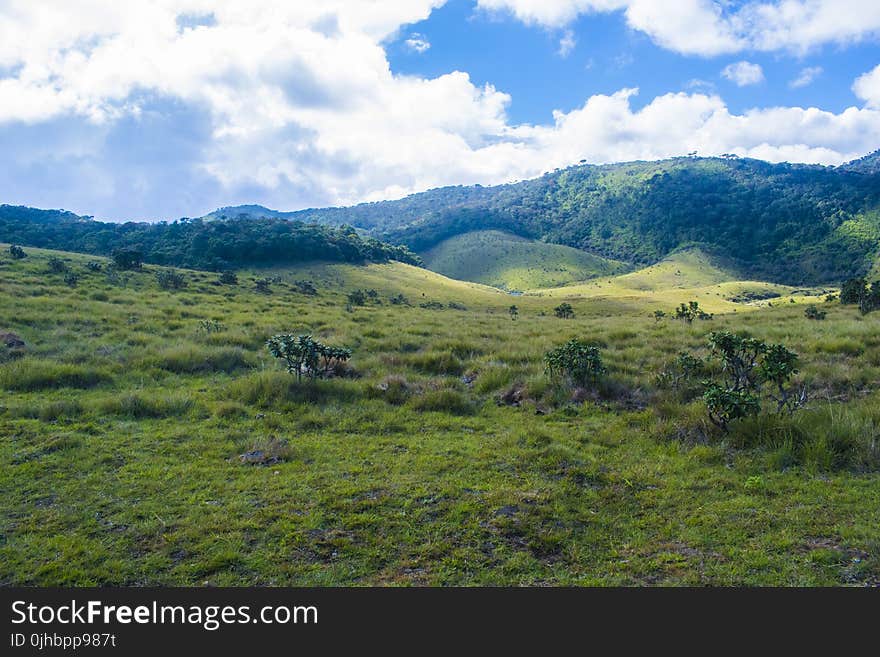 Green Grass Field