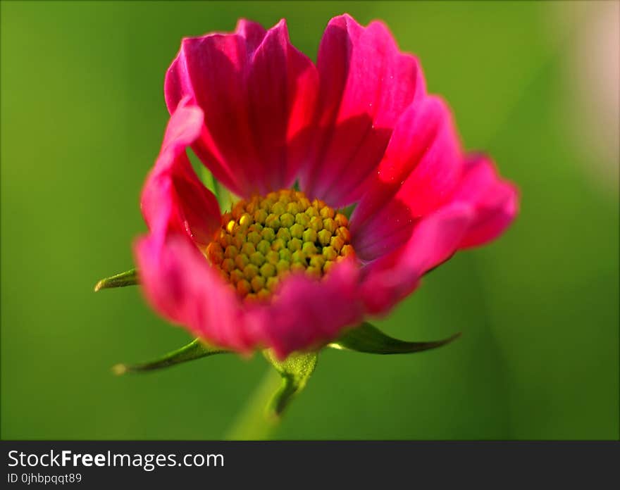 Close-up Photography of Flower