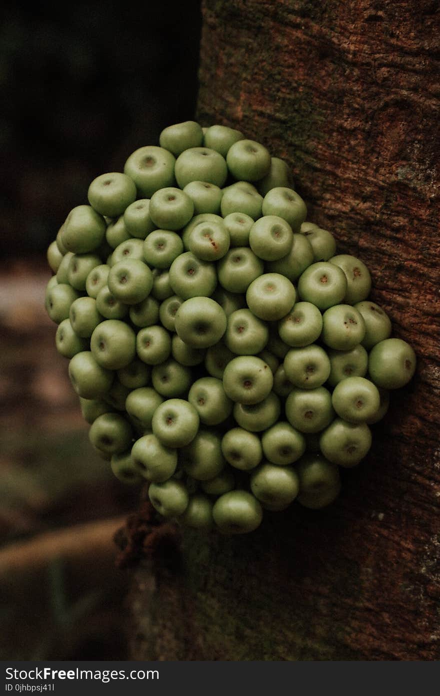 Macro Photography of Green Plant on Brown Surface