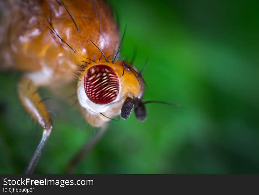 Macro Photography of Fly