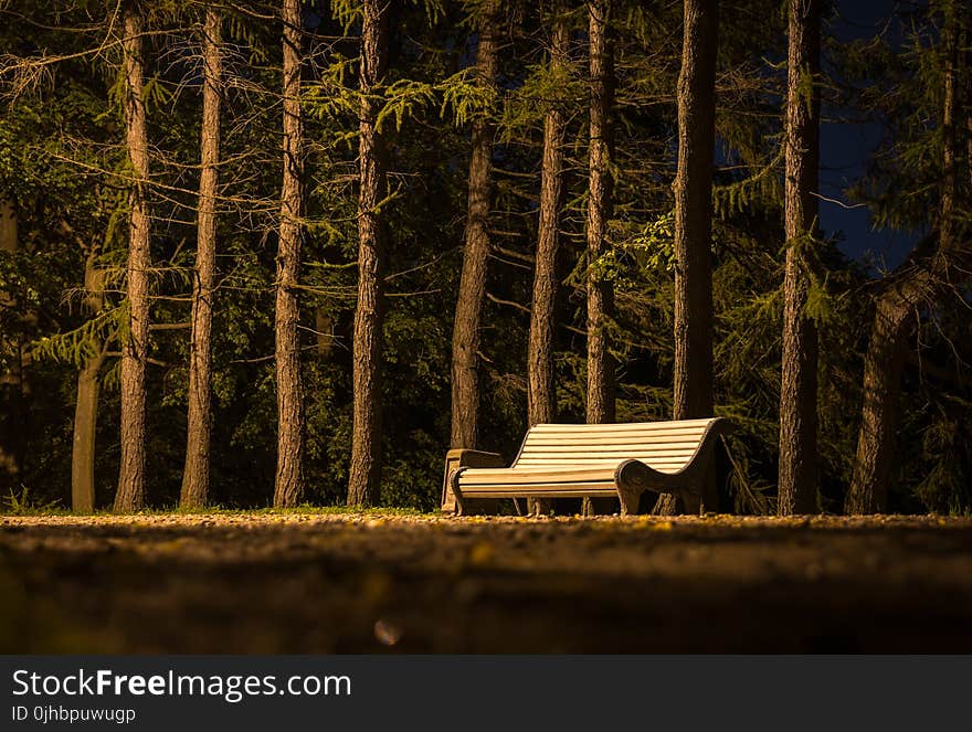 Brown Wooden Slatted Bench Near Brown Tree Trunk