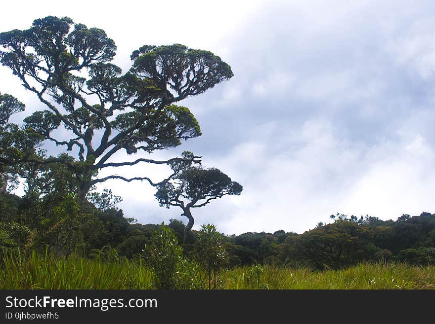 Green-leafed Tree