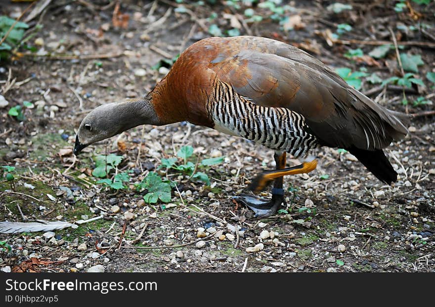 Brown, Gray, White, and Black Goose