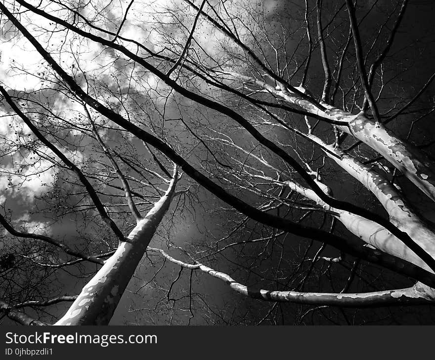 Trees Grayscale Low Angle Photography