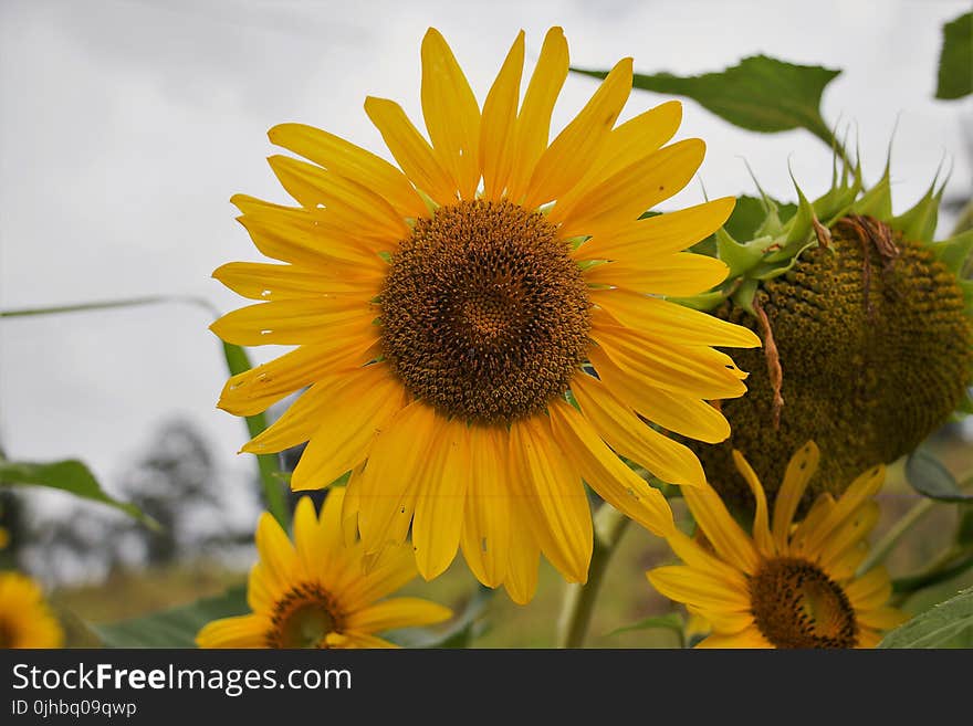 Yellow and Brown Sunflower Field Under the Cloudy Skies