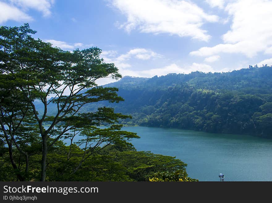 Green Trees Near Body of Water