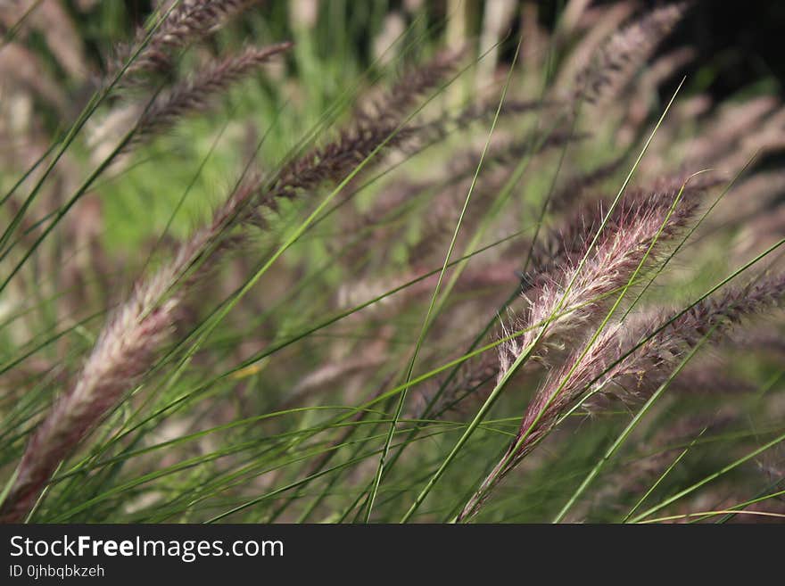 White and Black Grasses in Close-up Photography