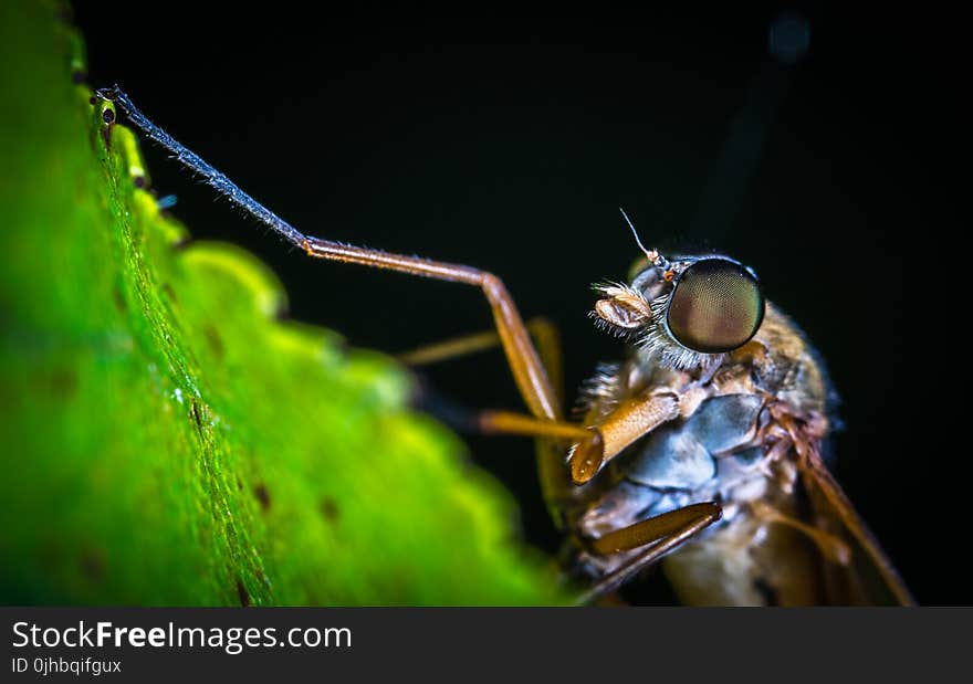 Macro Photography of Brown Mosquito