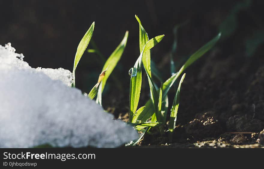 Photography of Green Grass