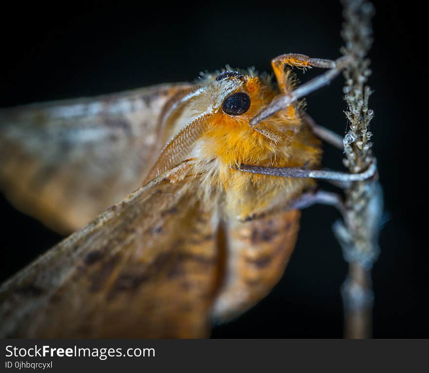 Close-Up Photography of Brown and Orange Moth