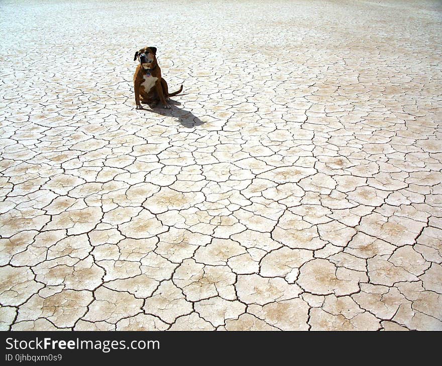 Photography of Dog Sitting on Ground