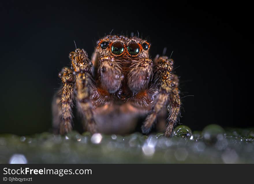 Macro Photography of Brown Jumping Spider