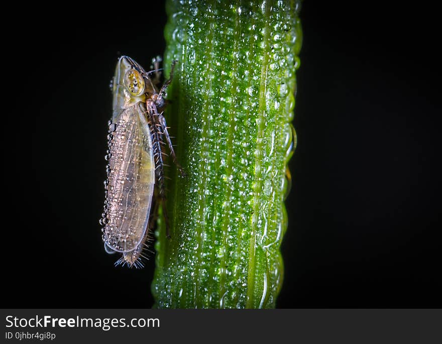 Macro Photography of Froghopper On Leaf