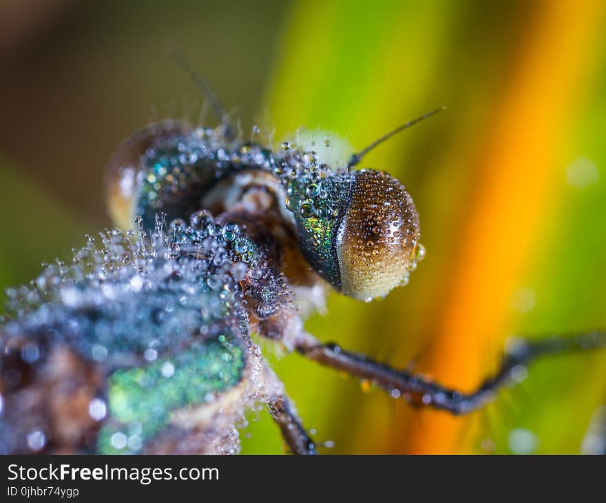 Tilt Shift Lens Photography of Brown and Black Insect