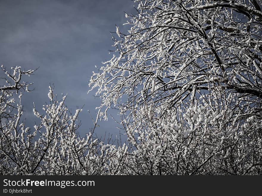 Snowcapped Trees