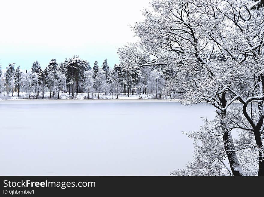 Photo of Forest With Snow