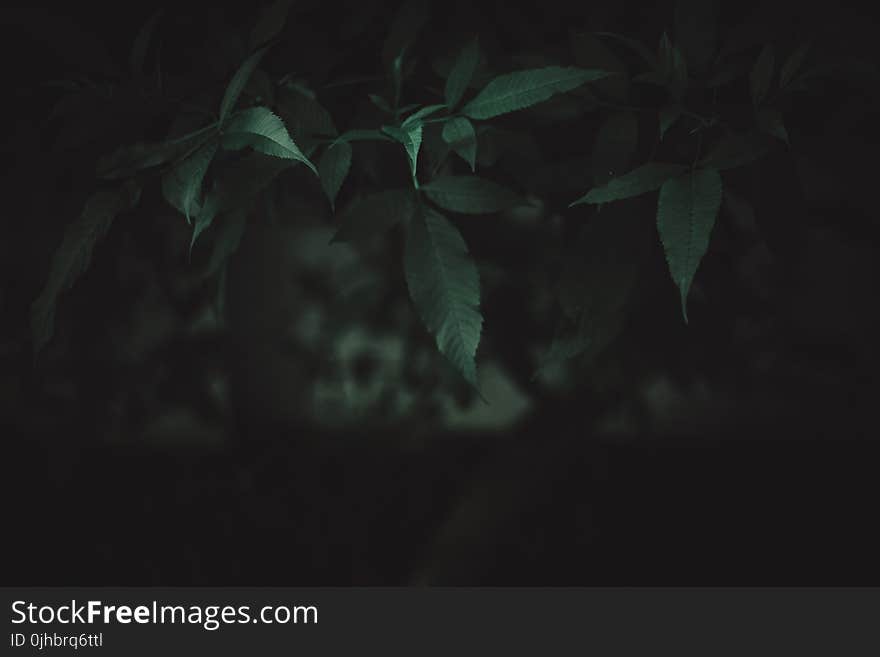 Close-Up Photography of Leaves