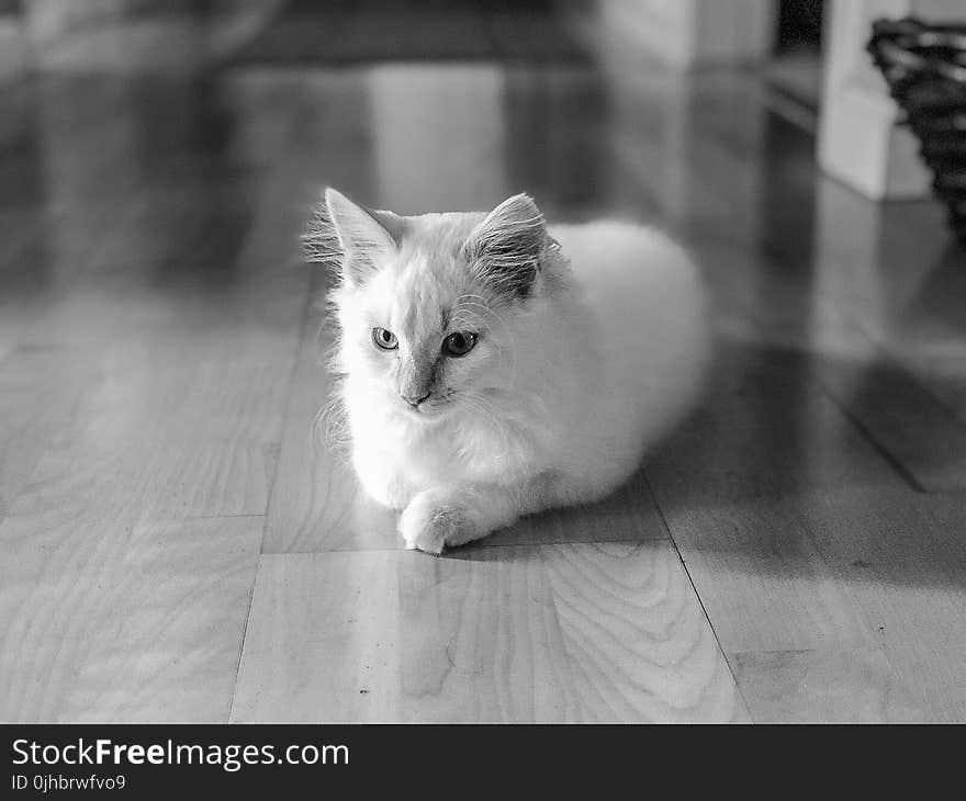 Silhouette Photo of Cat Sitting on Floor