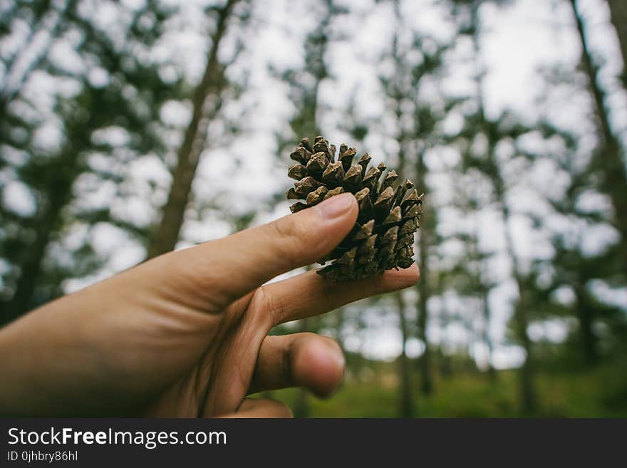 Photography of Hand Holding a Pine cone