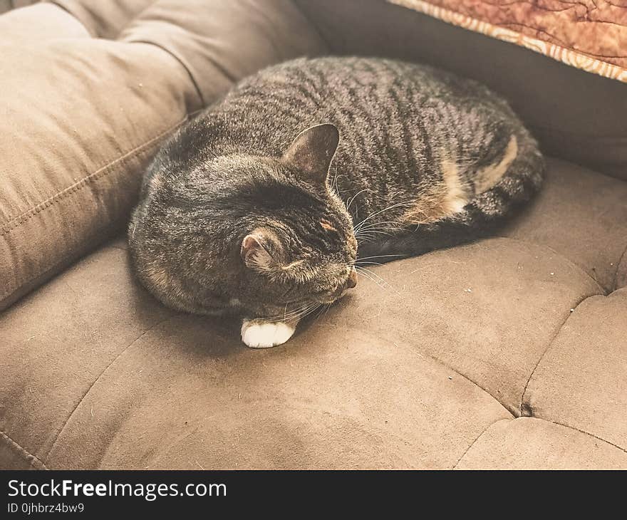 Silver Tabby Cat Sleeping on Gray Sofa