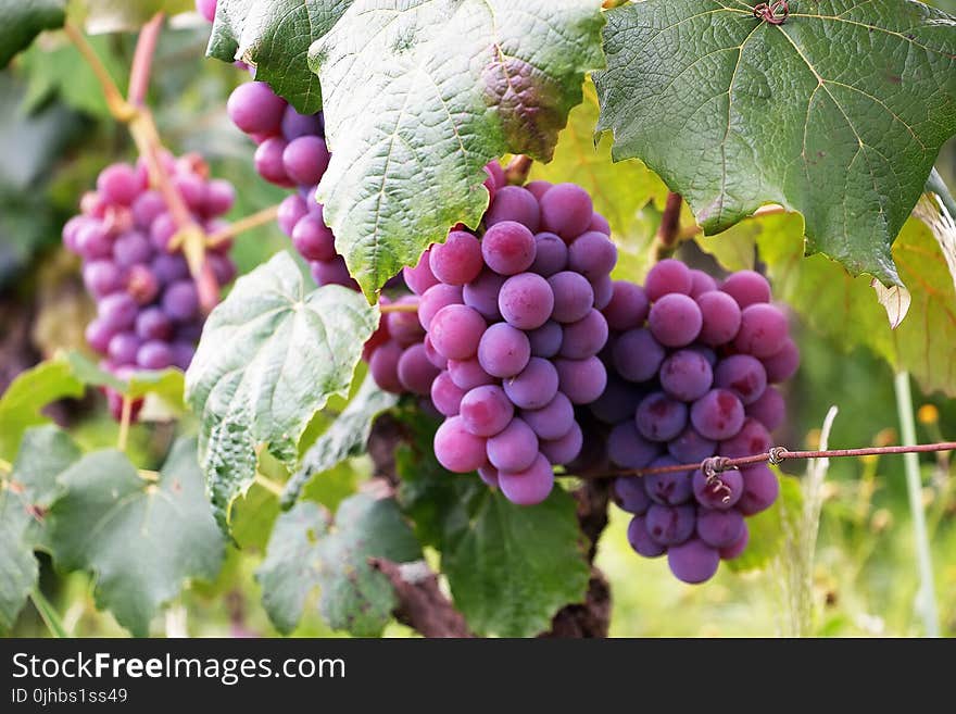 Several Bunch of Grapes