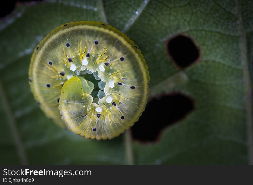 Green Caterpillar on Green Leaf Plant